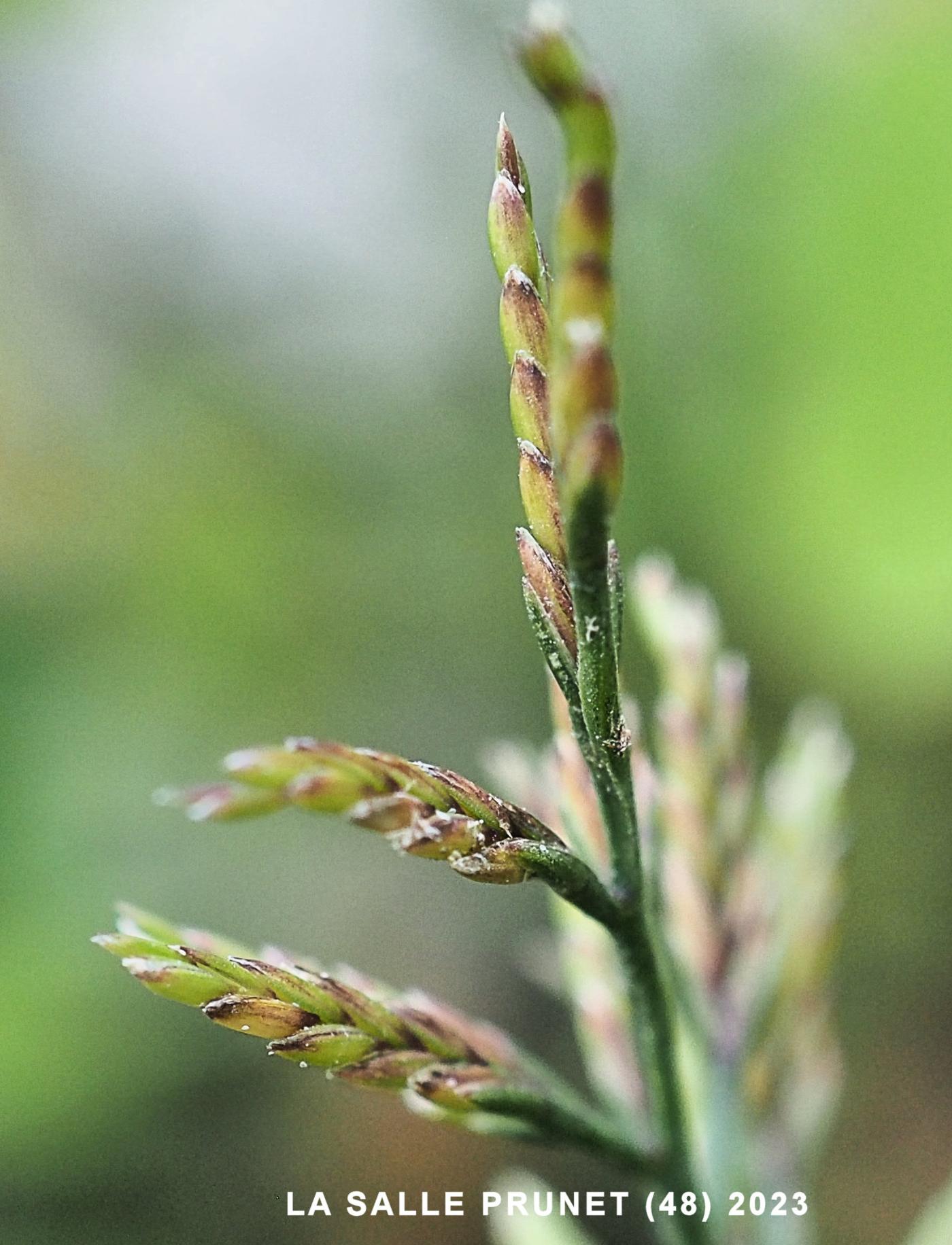 Fern Grass fruit